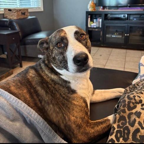 Poppy Tuba, a Adoptable Mixed Breed in San Diego, CA image 3/3