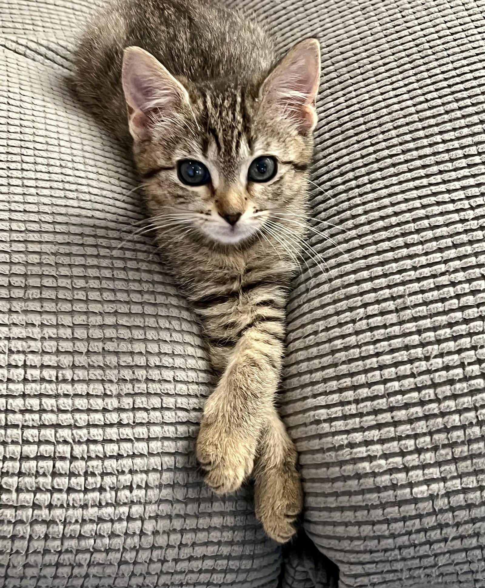 Enlarge Clover (0924), a Adoptable Tabby in Wesley Chapel, FL image 1/1