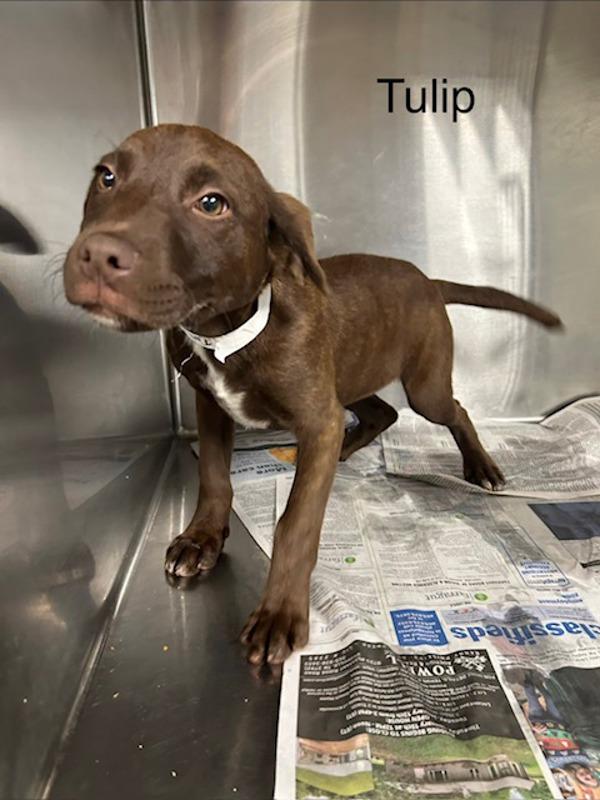 Enlarge Tulip, a Adoptable mixed breed in Knoxville, TN image 1/2