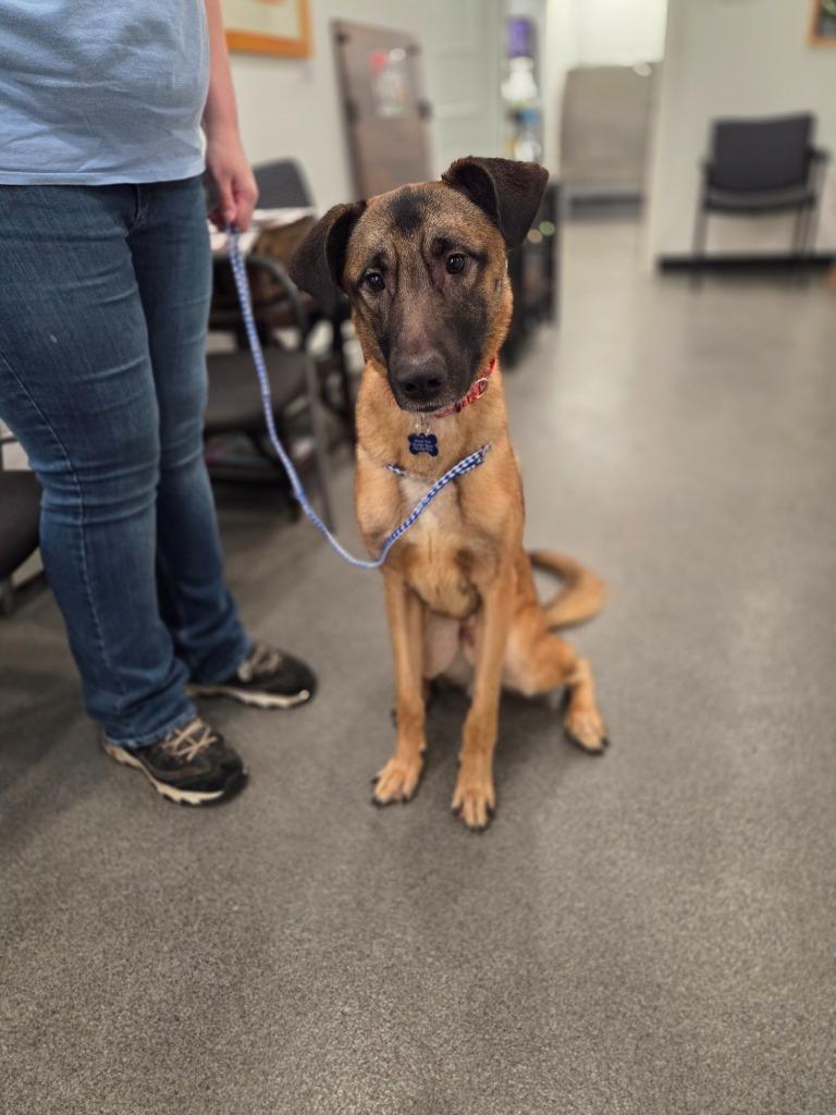 Enlarge Winston, a Adoptable mixed breed in Lunenburg, VT image 2/4