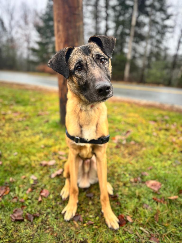Enlarge Winston, a Adoptable mixed breed in Lunenburg, VT image 3/4