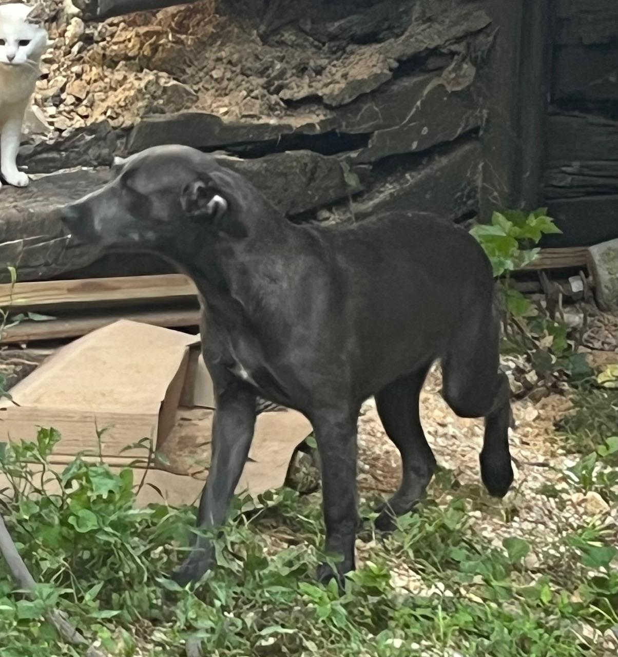 Lucy, Adoptable, Young Female Great Dane & Labrador Retriever.