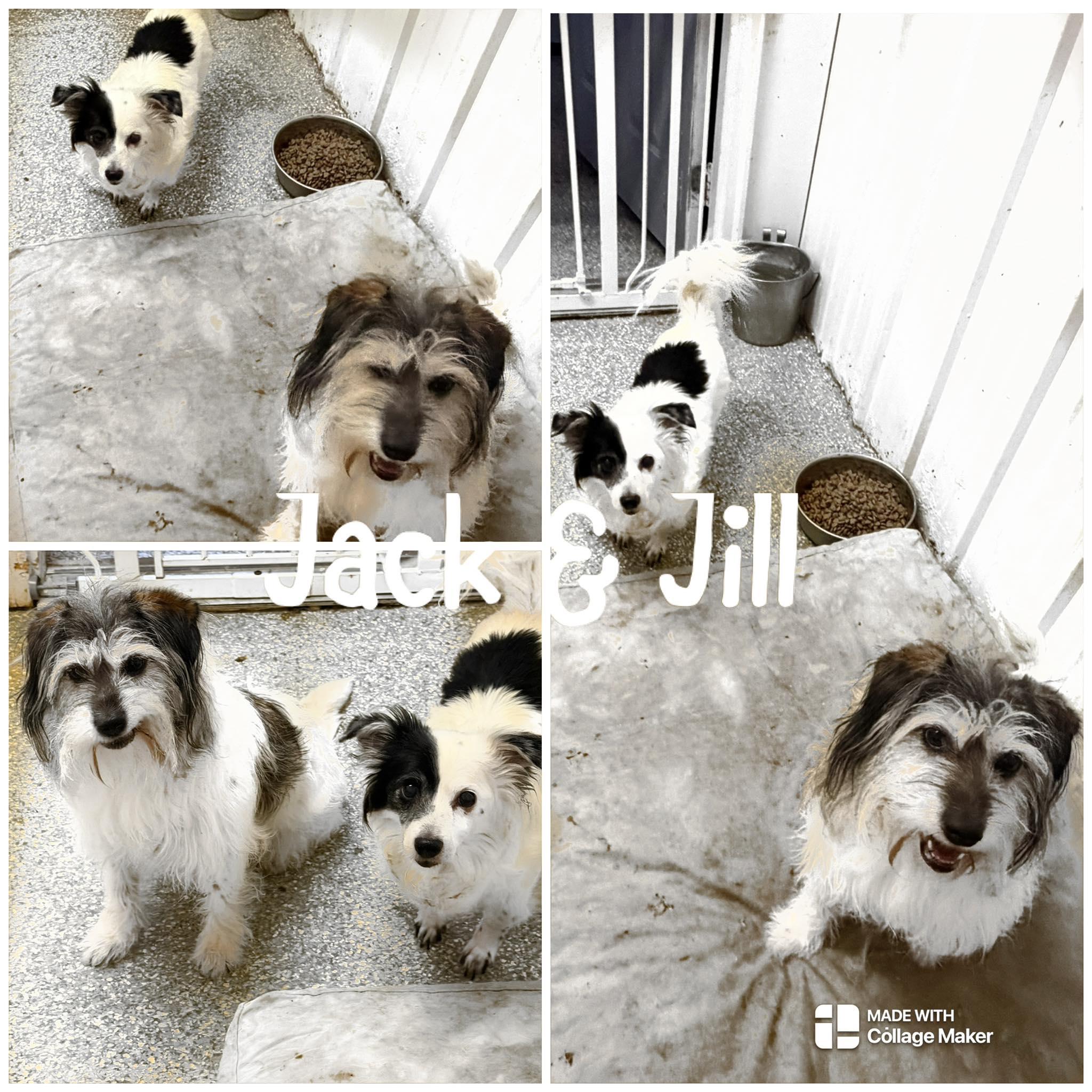 Jack , ADOPTABLE, Senior Male Papillon & Chihuahua.