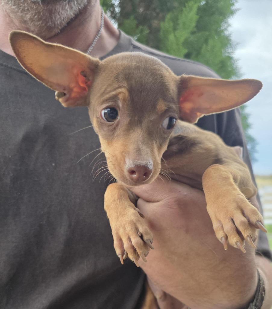 Skeeter, Adopted, Young Male Mixed Breed.