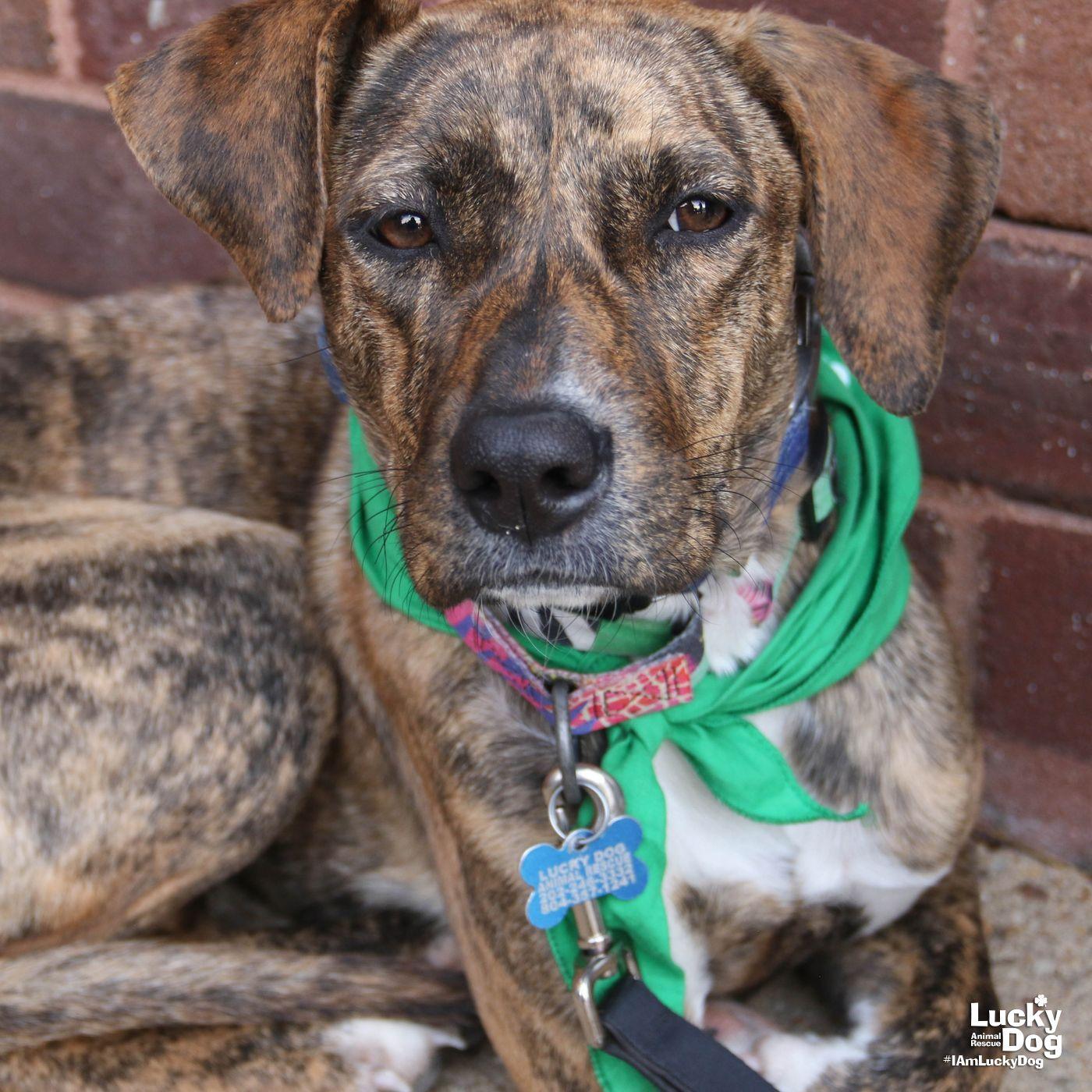 Enlarge Camryn, a Adoptable mixed breed in Washington, DC image 1/3