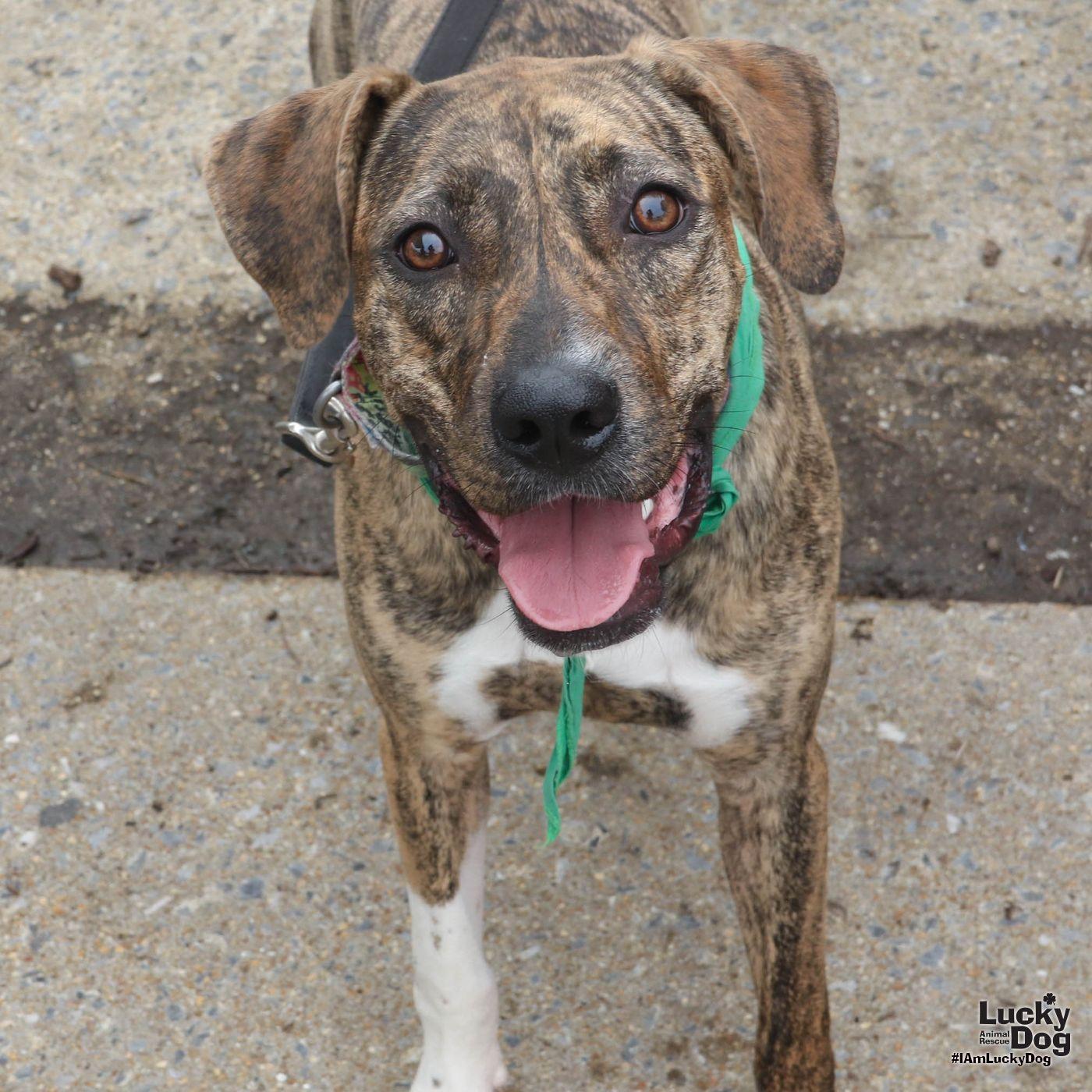 Enlarge Camryn, a Adoptable mixed breed in Washington, DC image 2/3