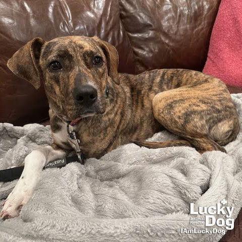 Enlarge Camryn, a Adoptable mixed breed in Washington, DC image 3/3