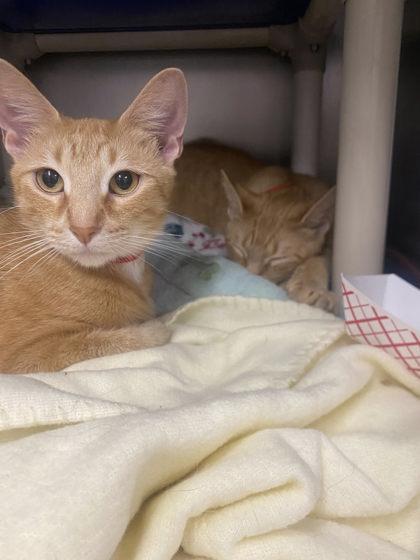 Roxanne, Adoptable, Young Female Domestic Short Hair & Domestic Short Hair.