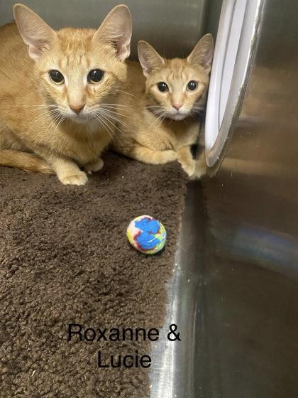 Enlarge Roxanne, a Adoptable mixed breed in Hobart, IN image 2/2