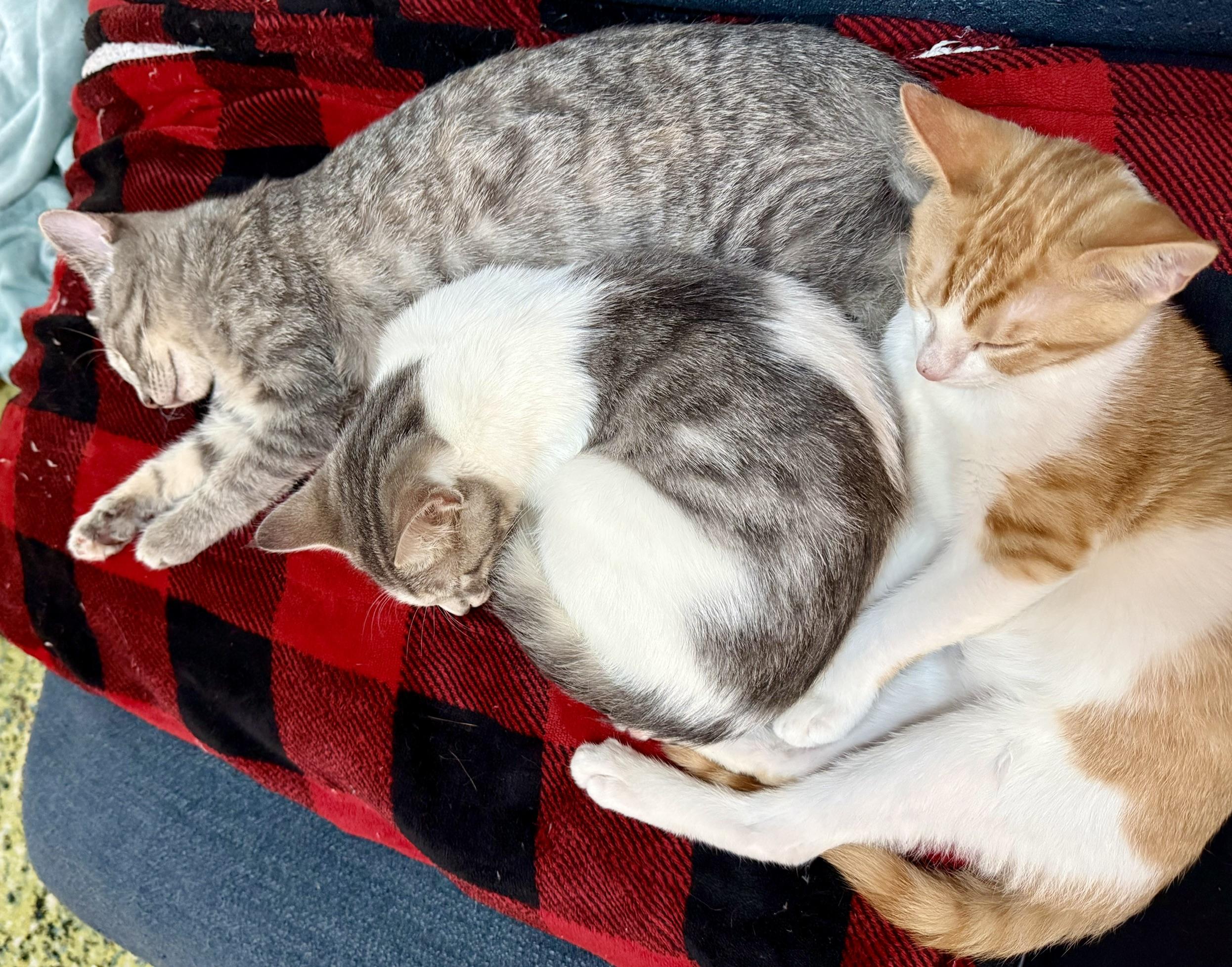 Enlarge Dobby Part Flying Acrobat, Part Cozy Snuggle Bug (and 100 percent Macaroni Thief), a Adopted Domestic Short Hair in Bristow, VA image 3/3