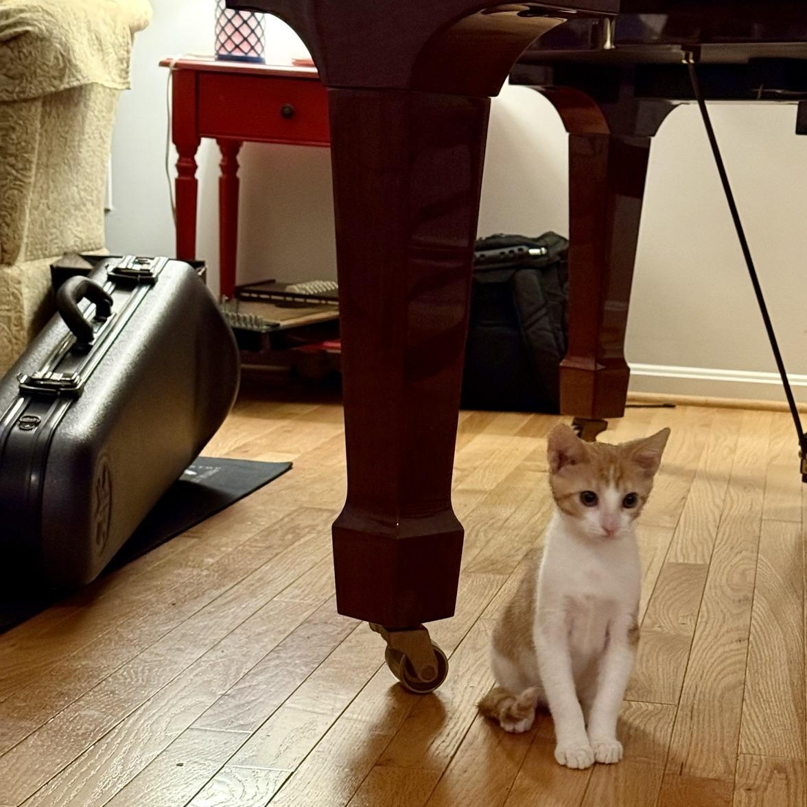 Enlarge Dobby Part Flying Acrobat, Part Cozy Snuggle Bug (and 100 percent Macaroni Thief), a Adopted Domestic Short Hair in Bristow, VA image 2/3