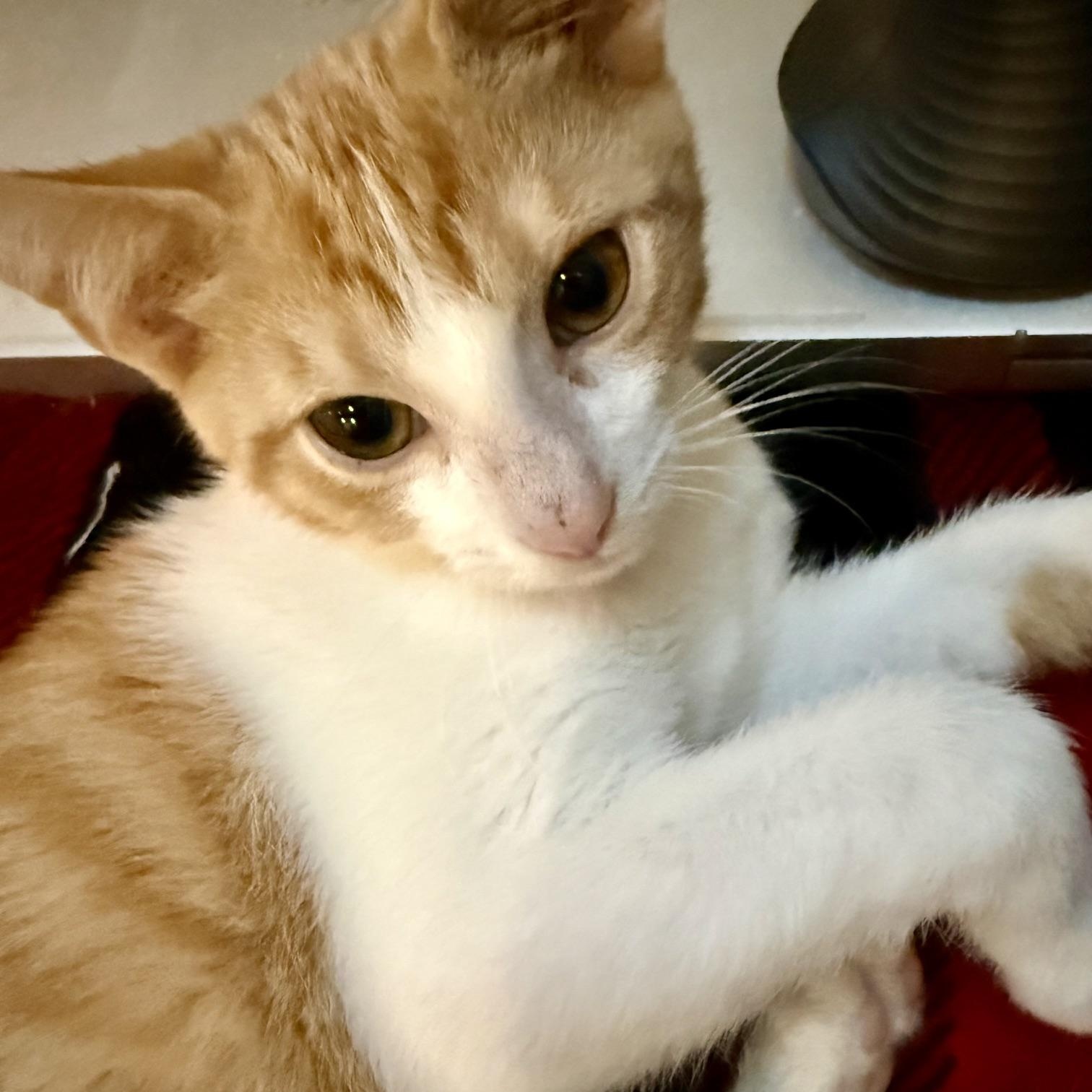 Dobby Part Flying Acrobat, Part Cozy Snuggle Bug (and 100 percent Macaroni Thief), Adopted, Kitten Male Domestic Short Hair.