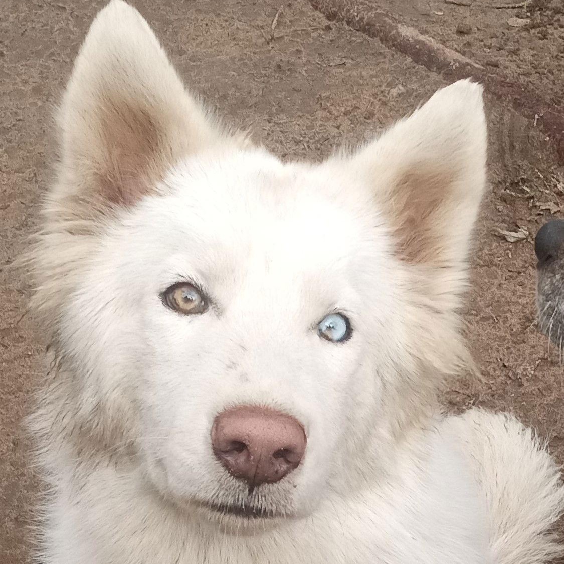Whitney, a Adoptable mixed breed in San Juan Bautista, CA image 1/4