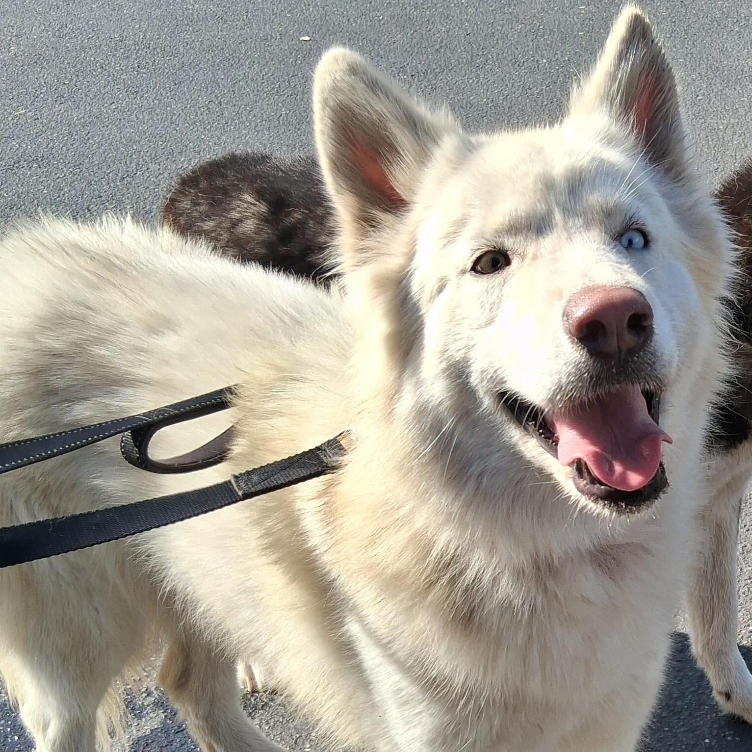 Whitney, Adoptable, Young Female Samoyed & Siberian Husky.