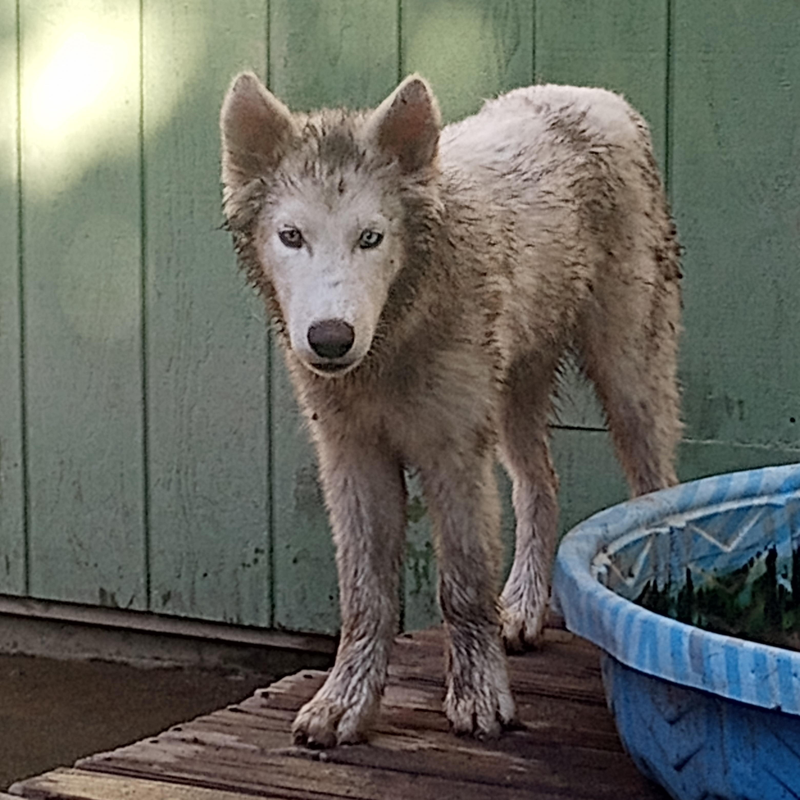 Whitney, a Adoptable mixed breed in San Juan Bautista, CA image 4/4