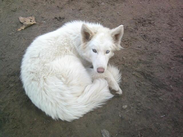Whitney, a Adoptable mixed breed in San Juan Bautista, CA image 2/4