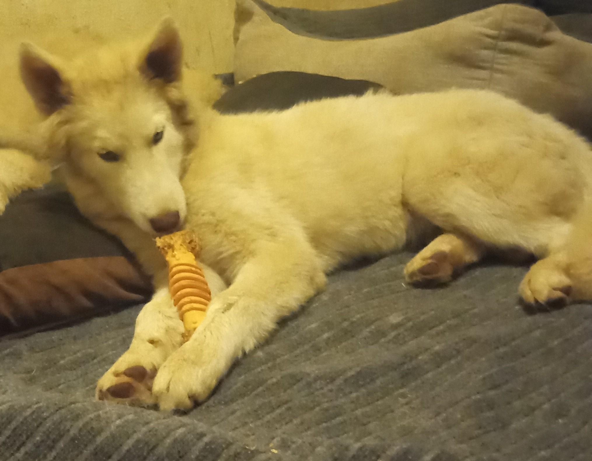 Whitney, a Adoptable mixed breed in San Juan Bautista, CA image 3/4