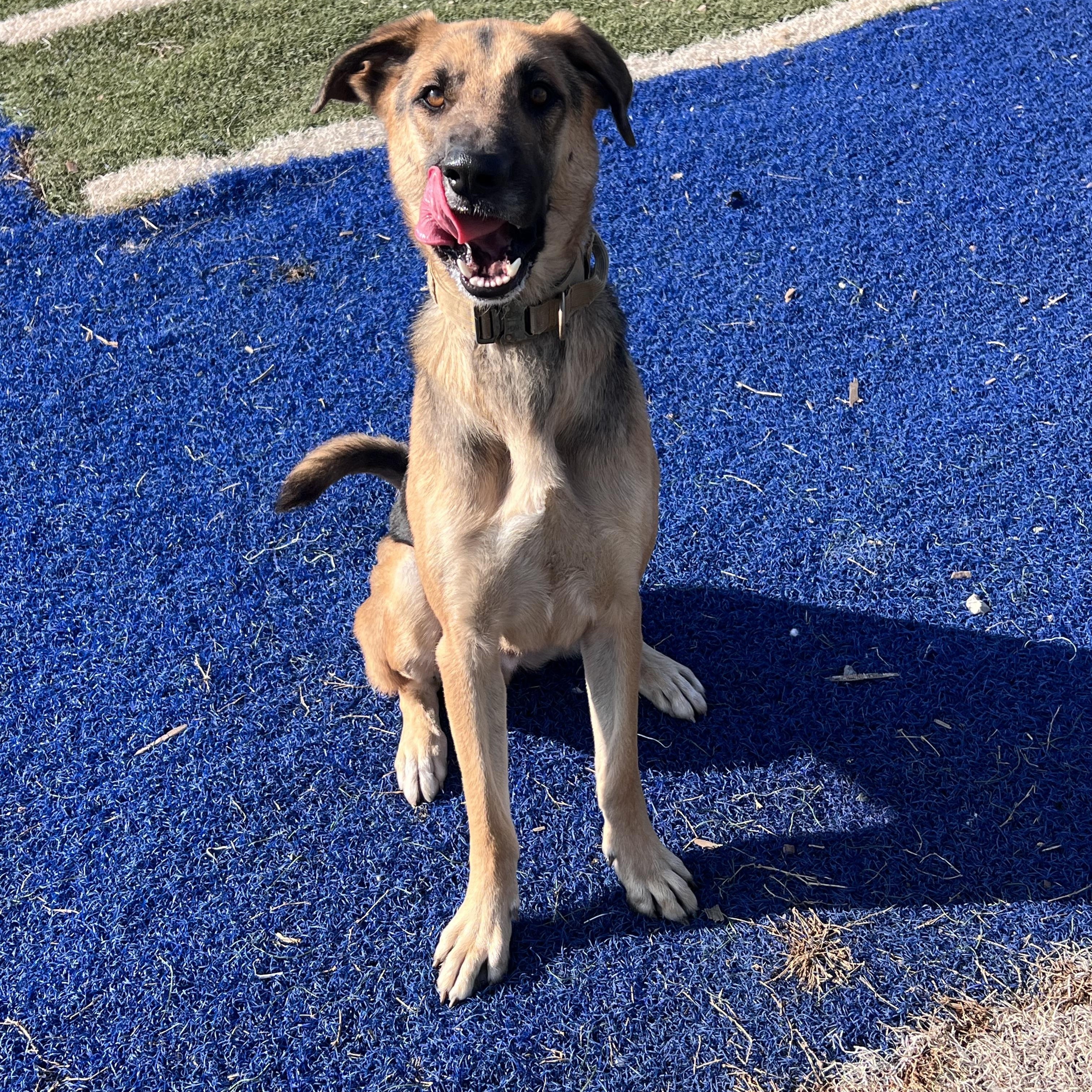 Shep, ADOPTABLE, Adult Male German Shepherd Dog.
