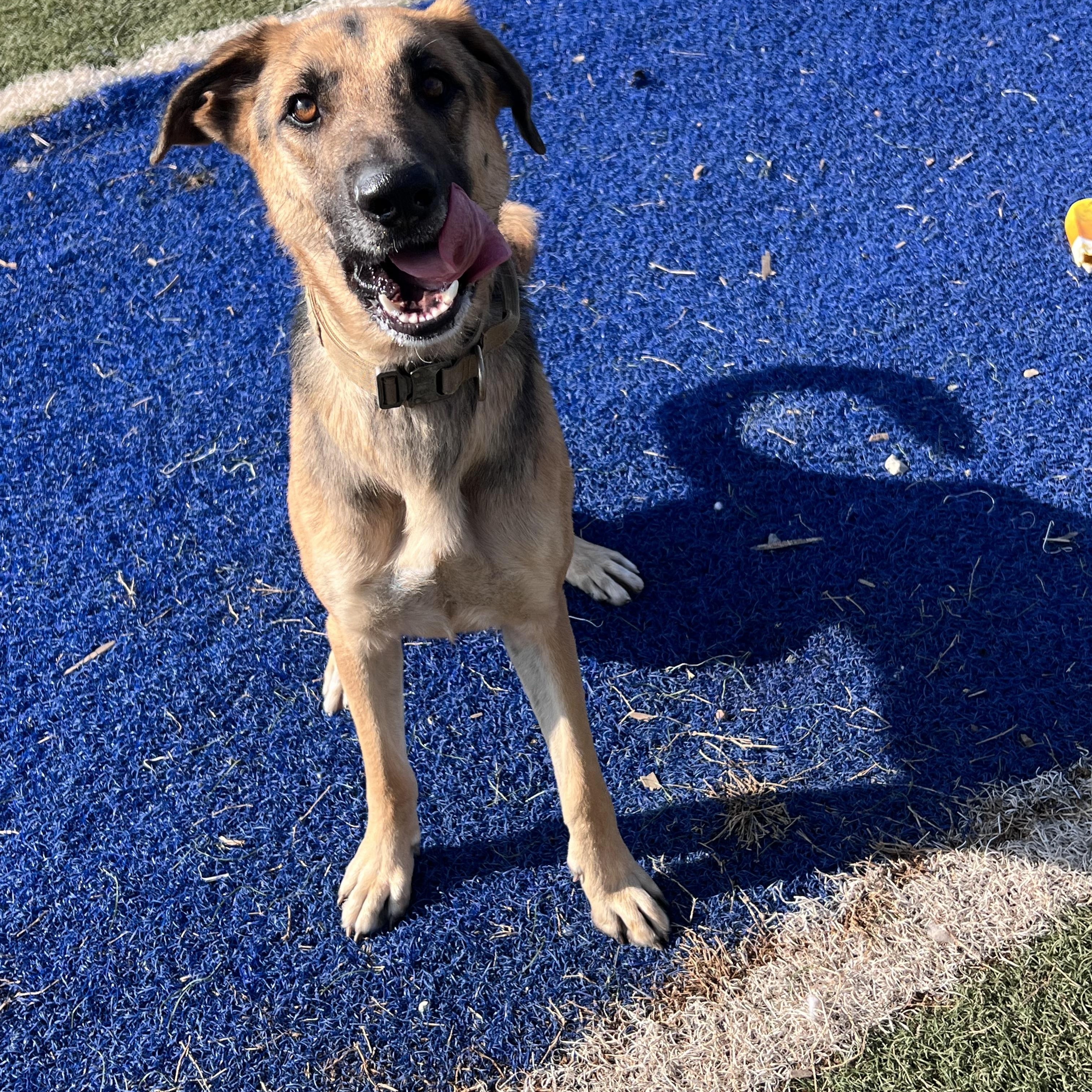 Enlarge Shep, a ADOPTABLE German Shepherd Dog in Blanchard, OK image 2/4