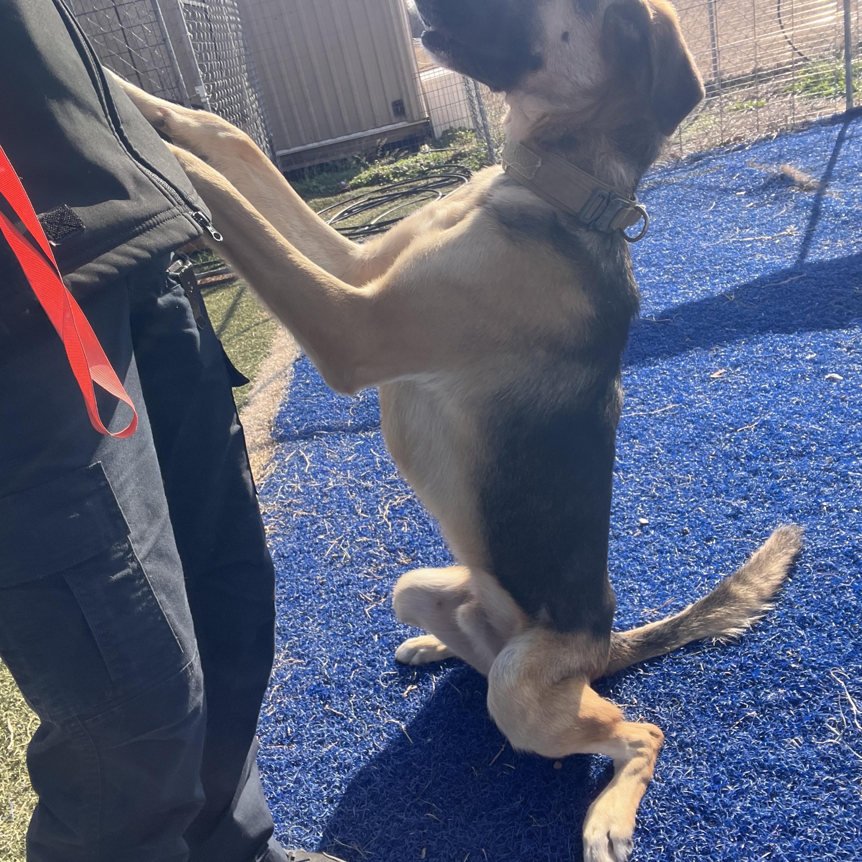 Enlarge Shep, a ADOPTABLE German Shepherd Dog in Blanchard, OK image 3/4