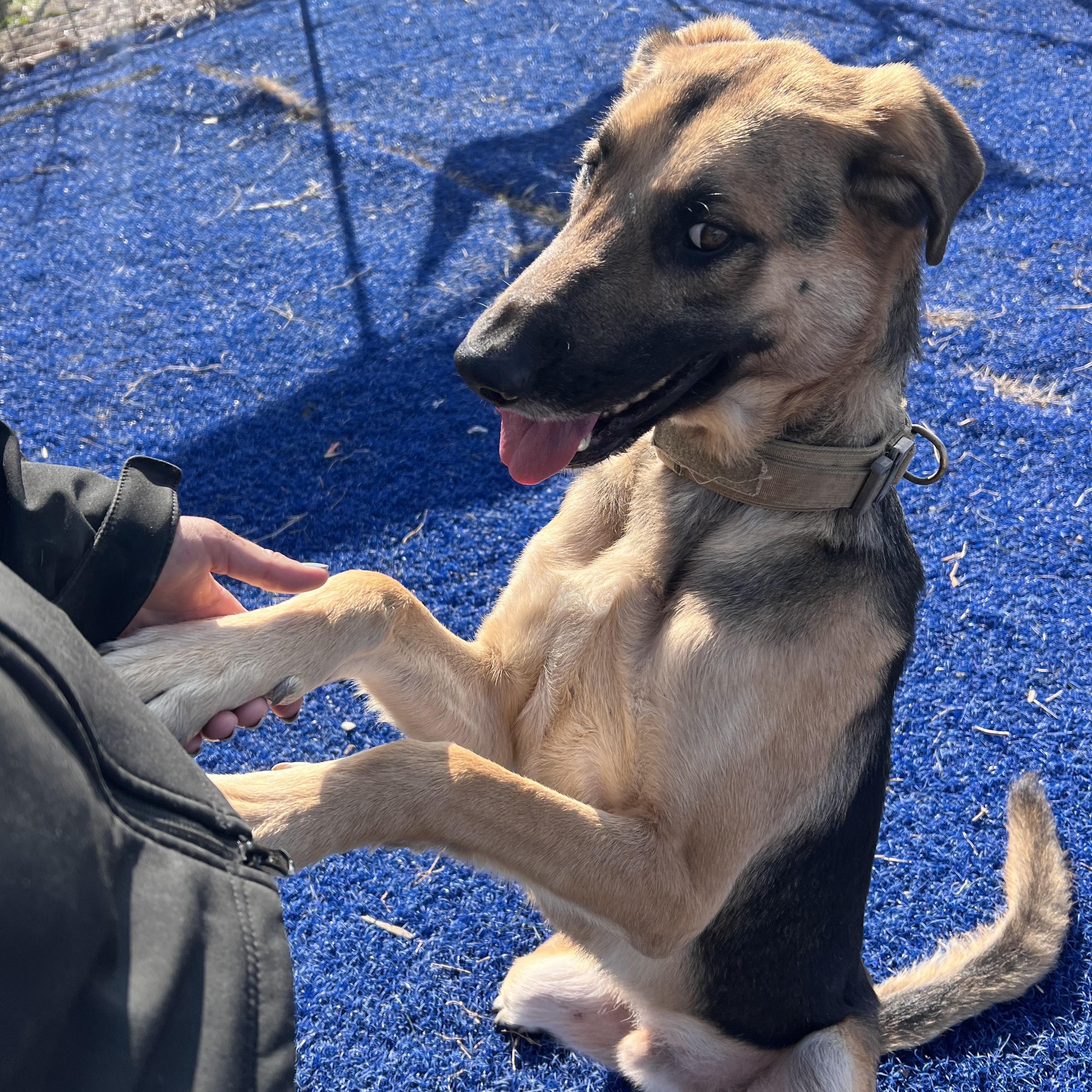 Enlarge Shep, a ADOPTABLE German Shepherd Dog in Blanchard, OK image 4/4