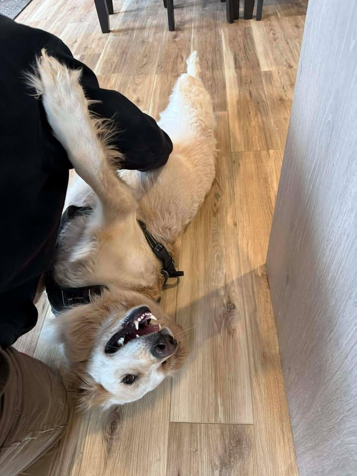 Enlarge Nala, a ADOPTABLE Golden Retriever in Reeds Spring, MO image 3/3