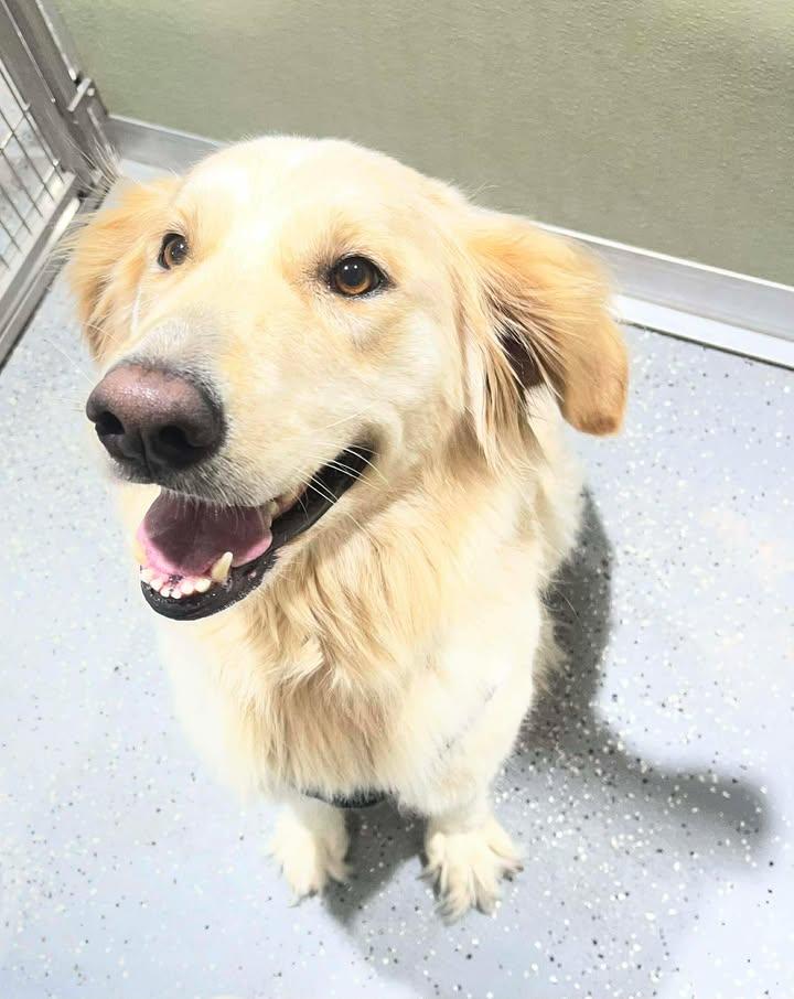 Enlarge Nala, a ADOPTABLE Golden Retriever in Reeds Spring, MO image 2/3