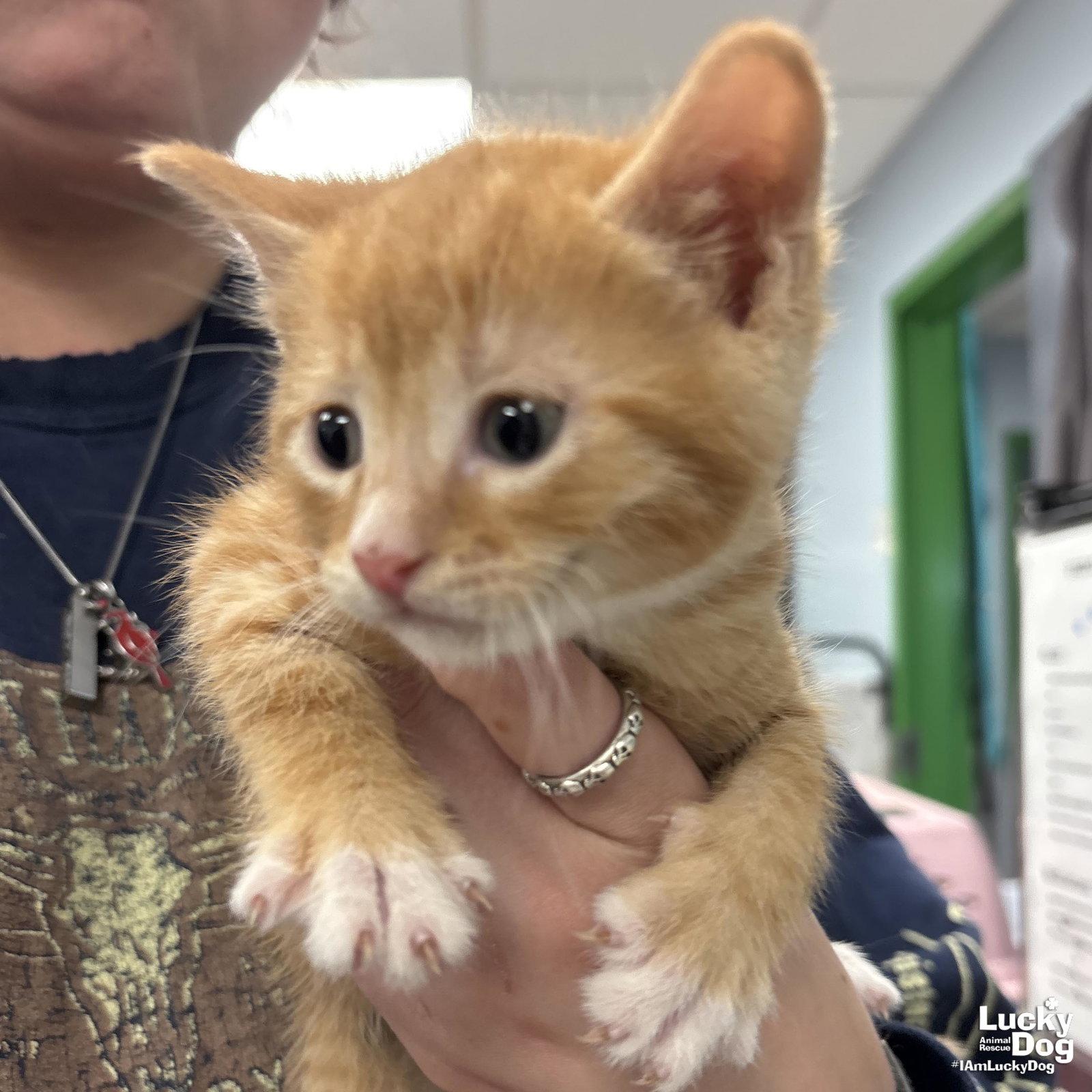 Enlarge Chunk, a Adopted Domestic Short Hair in Washington, DC image 1/2