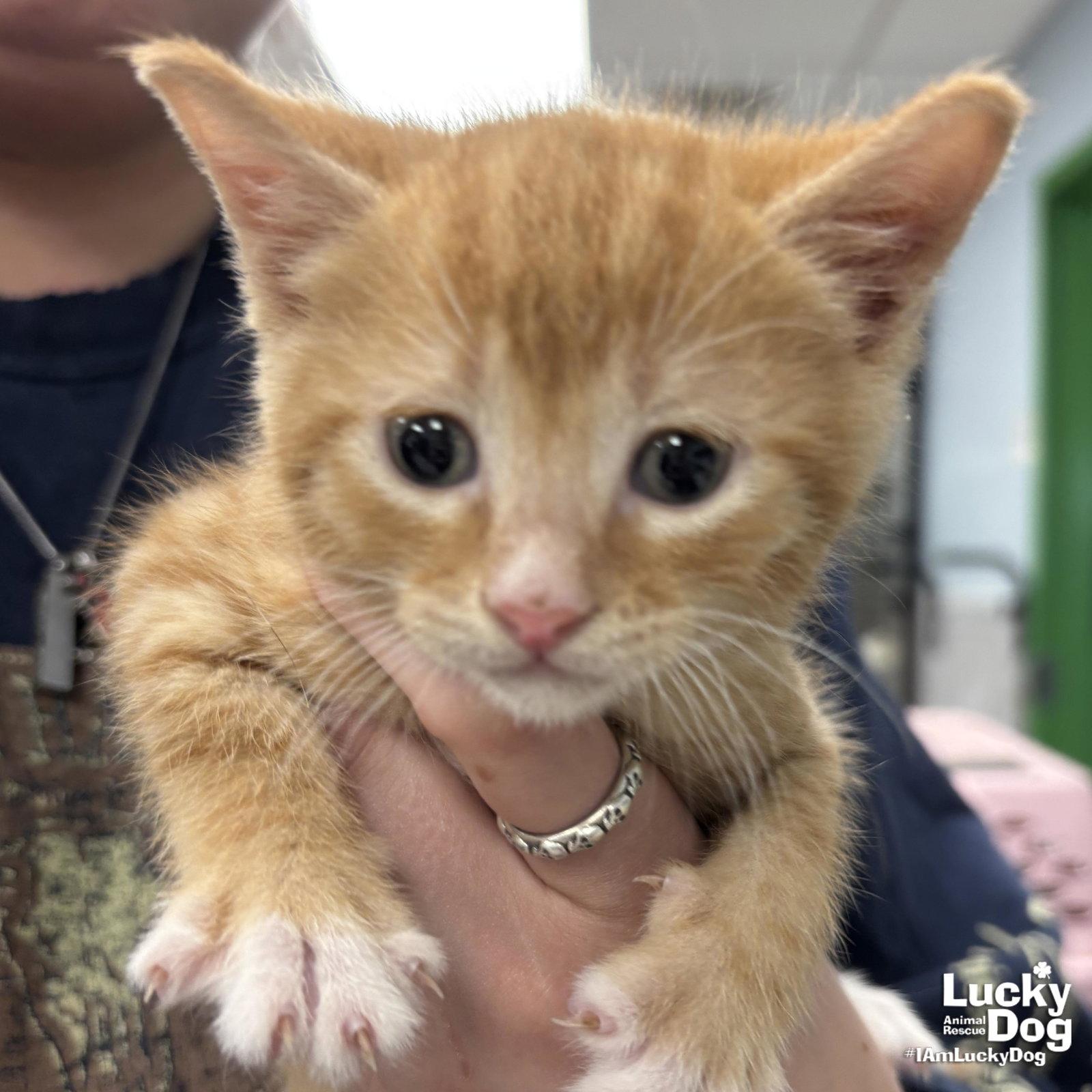 Enlarge Chunk, a Adopted Domestic Short Hair in Washington, DC image 2/2