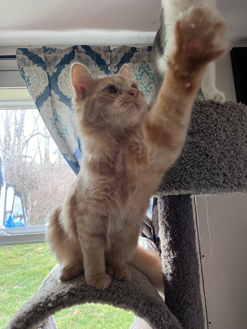Enlarge Puff, a Adopted Domestic Medium Hair in Richmond, IN image 1/5