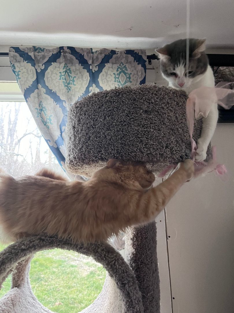 Enlarge Puff, a Adopted Domestic Medium Hair in Richmond, IN image 2/5