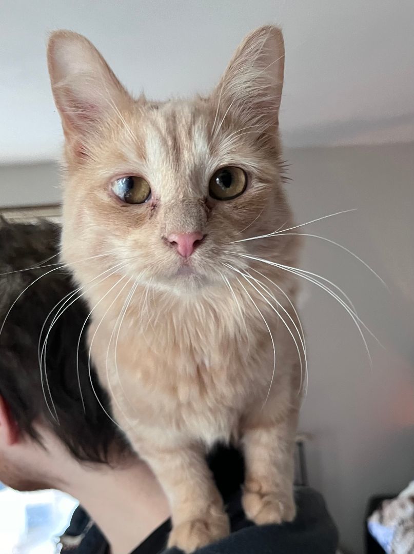Enlarge Puff, a Adopted Domestic Medium Hair in Richmond, IN image 3/5