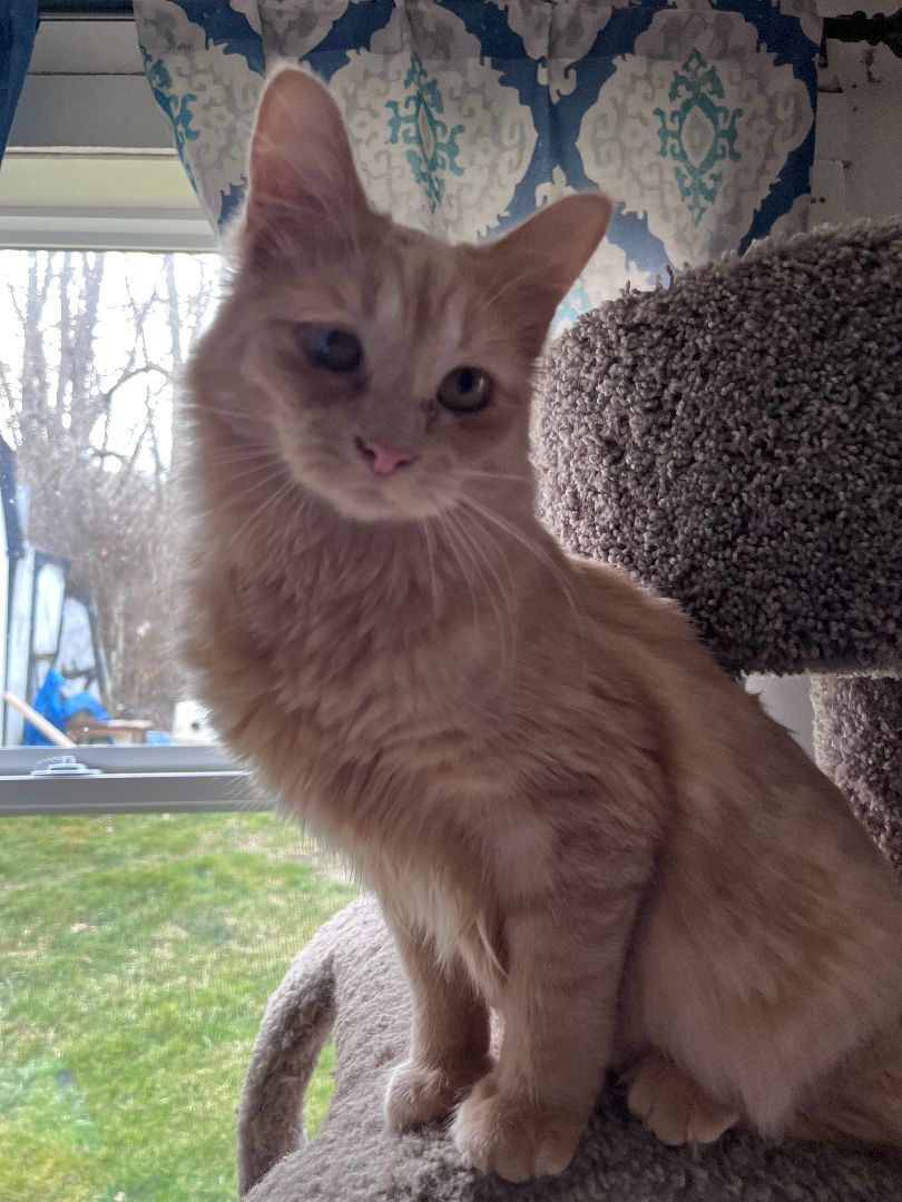 Enlarge Puff, a Adopted Domestic Medium Hair in Richmond, IN image 4/5
