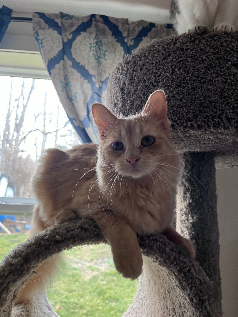 Enlarge Puff, a Adopted Domestic Medium Hair in Richmond, IN image 5/5