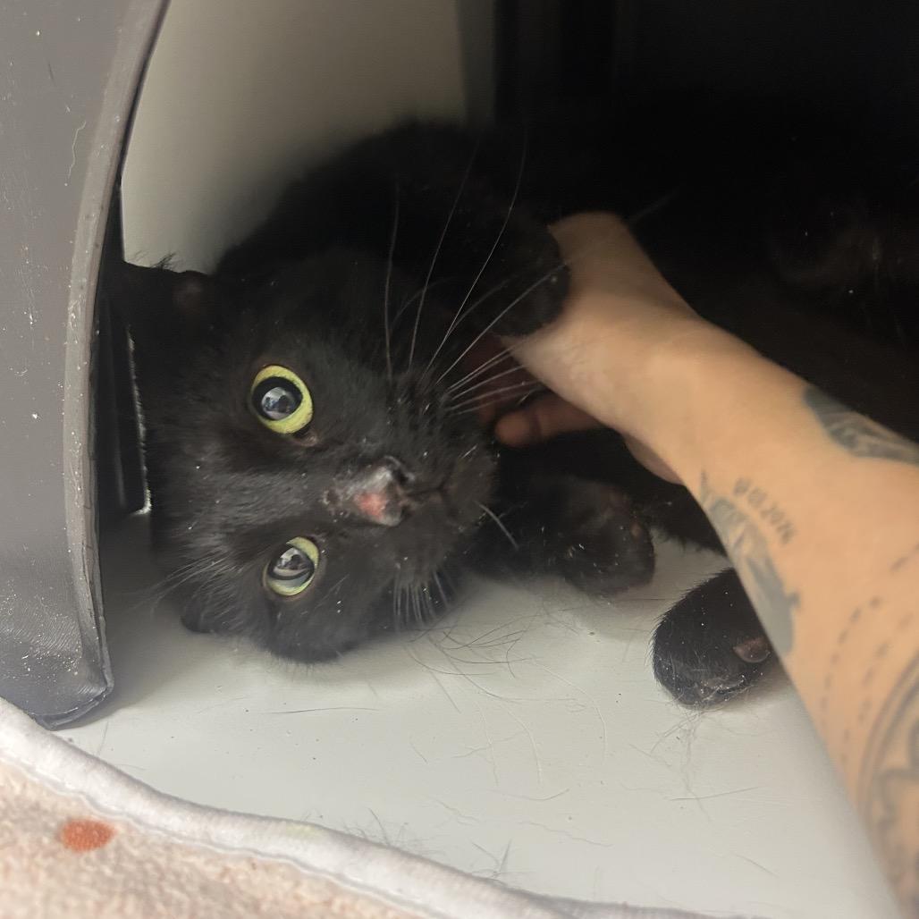 Enlarge Licorice, a Adoptable Domestic Short Hair in Nashville, TN image 2/3