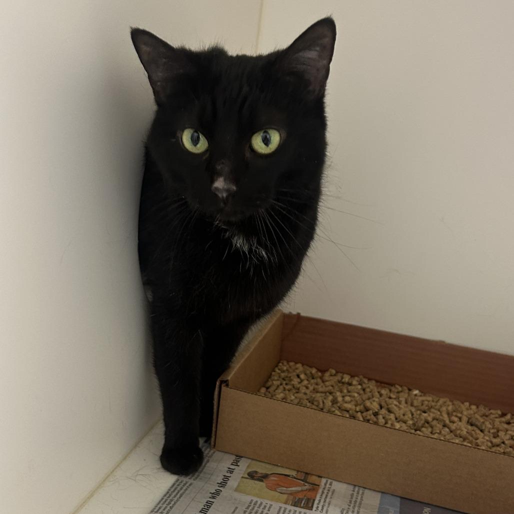 Enlarge Licorice, a Adoptable Domestic Short Hair in Nashville, TN image 3/3