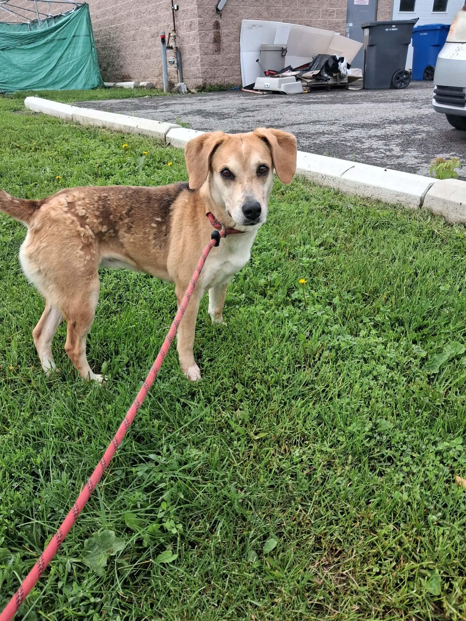 Enlarge Cindy, a Adopted mixed breed in Vaudreuil-Dorion, QC image 2/3
