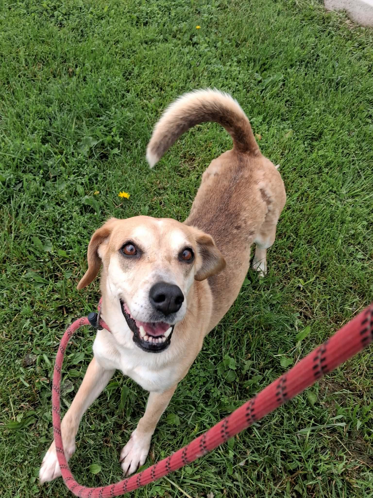 Enlarge Cindy, a Adopted mixed breed in Vaudreuil-Dorion, QC image 1/3