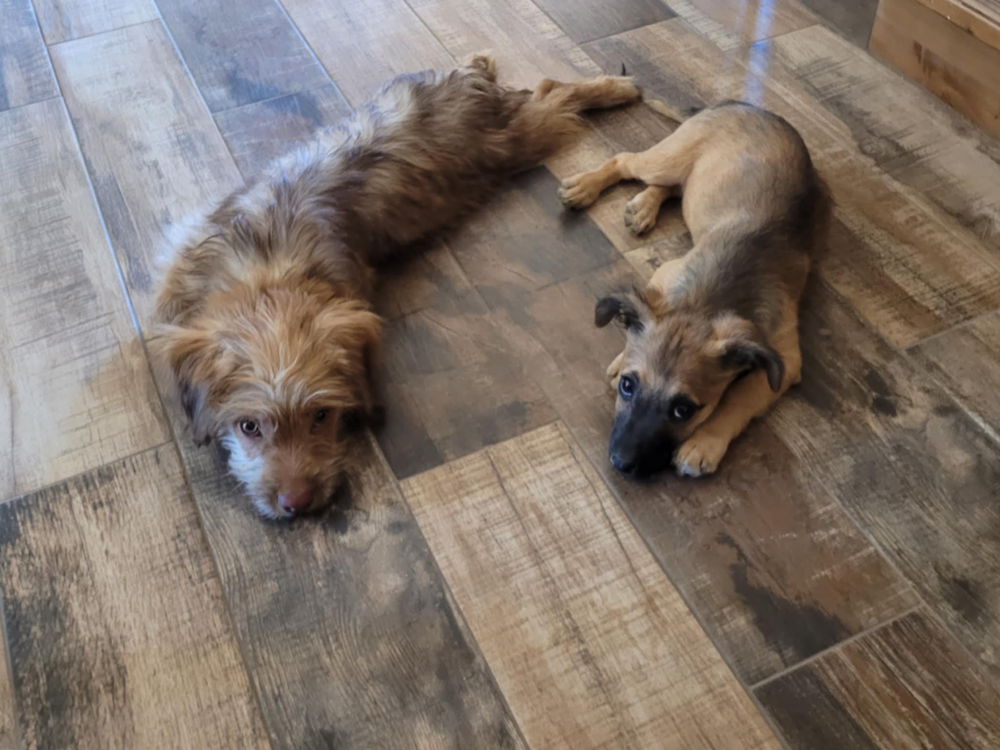 Bruiser, a Adoptable mixed breed in New River, AZ image 1/2