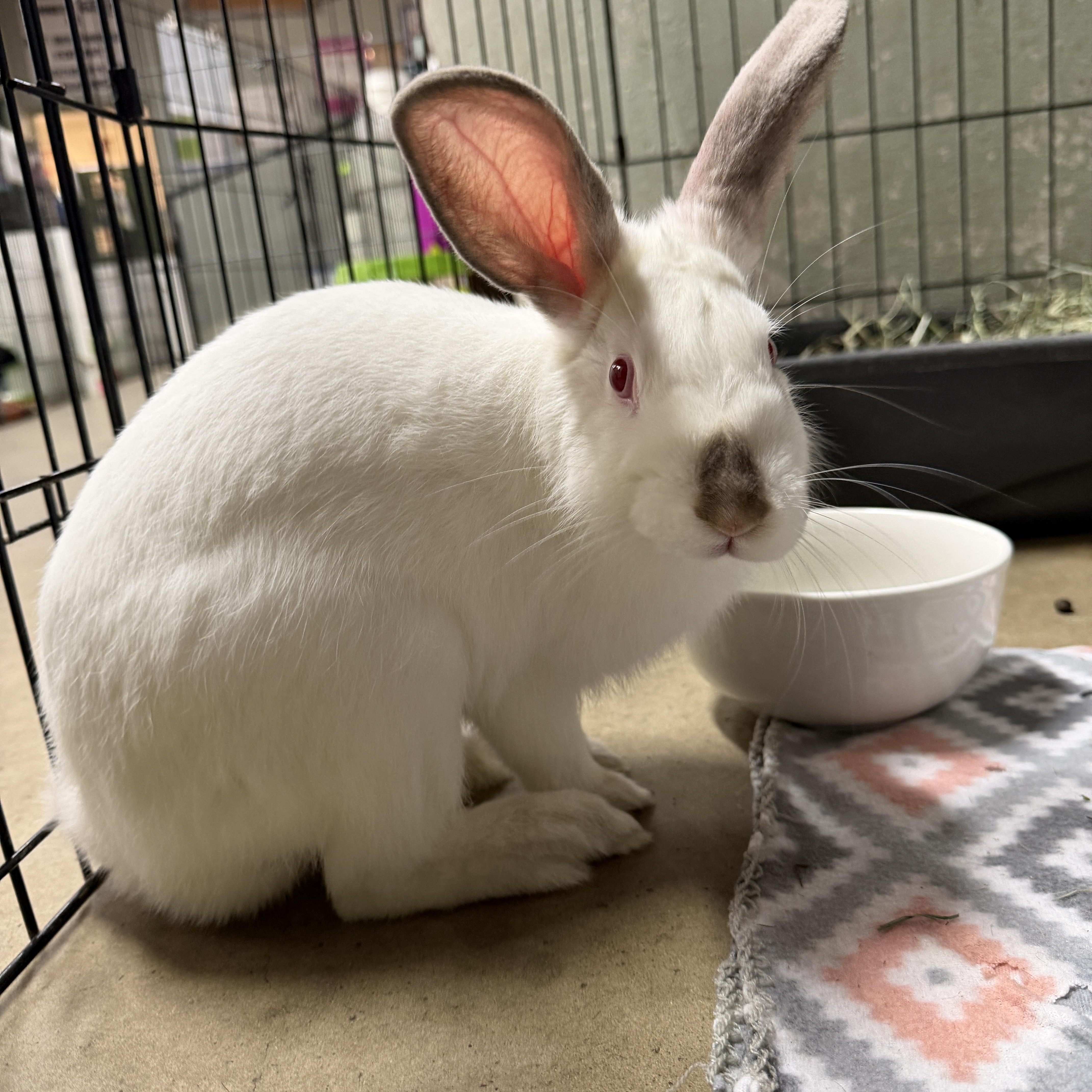 Enlarge Peter Cottontail (PEN 15), a ADOPTABLE Californian in LAS VEGAS, NV image 1/1