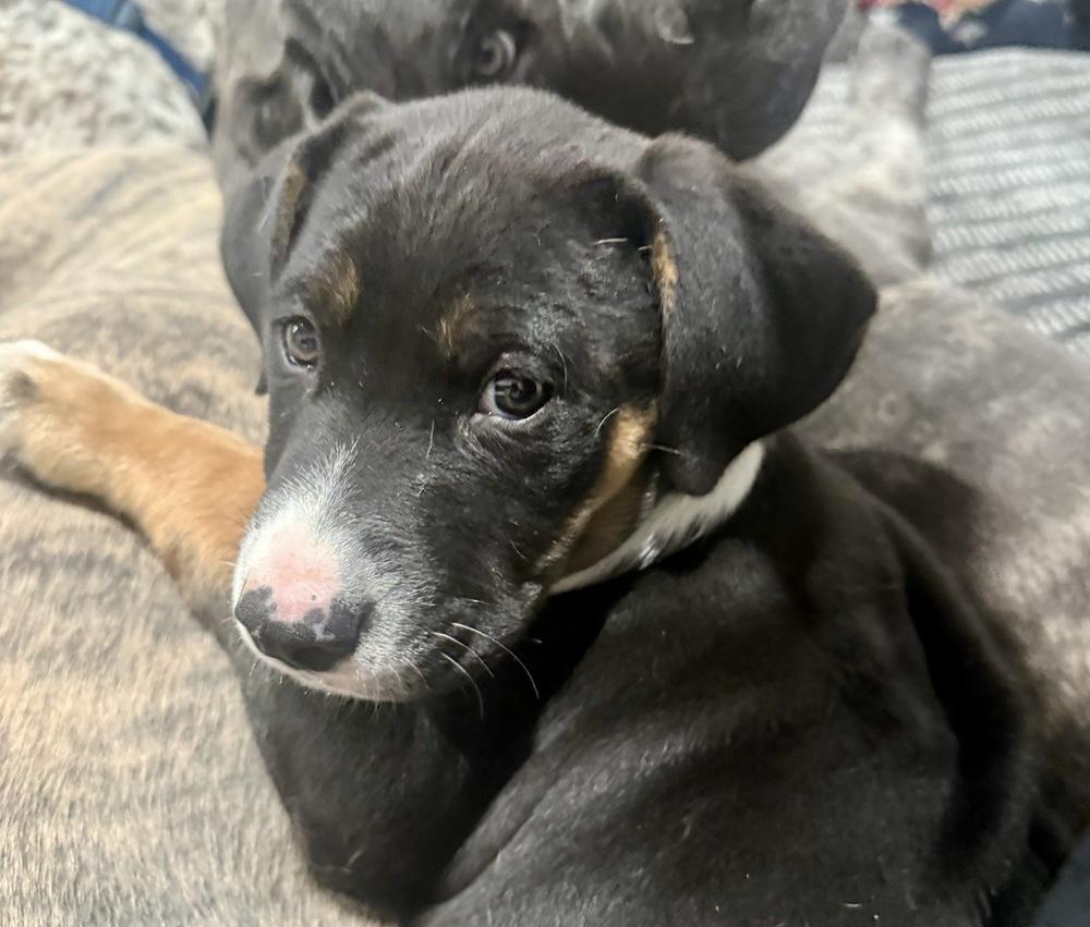 Enlarge Lucas, a Adoptable mixed breed in Greenlawn, NY image 1/6