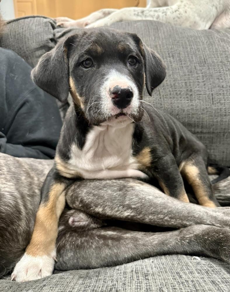 Enlarge Lucas, a Adoptable mixed breed in Greenlawn, NY image 2/6