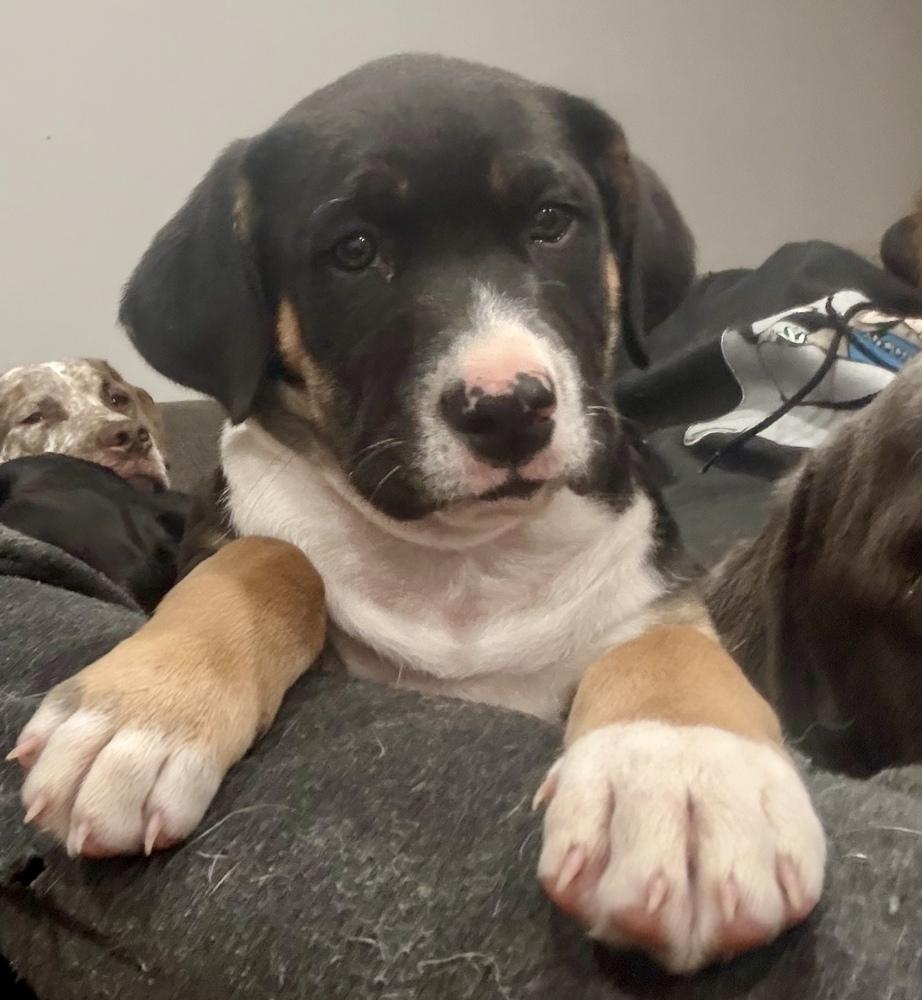 Enlarge Lucas, a Adoptable mixed breed in Greenlawn, NY image 3/6