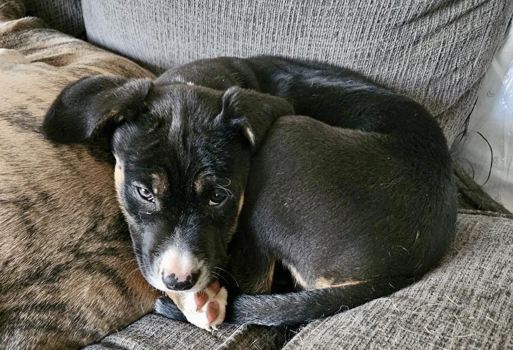 Enlarge Lucas, a Adoptable mixed breed in Greenlawn, NY image 6/6