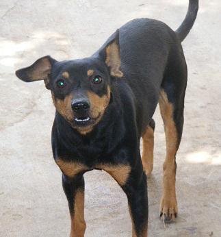Enlarge Gonzalez, a Adoptable mixed breed in Floresville, TX image 1/1
