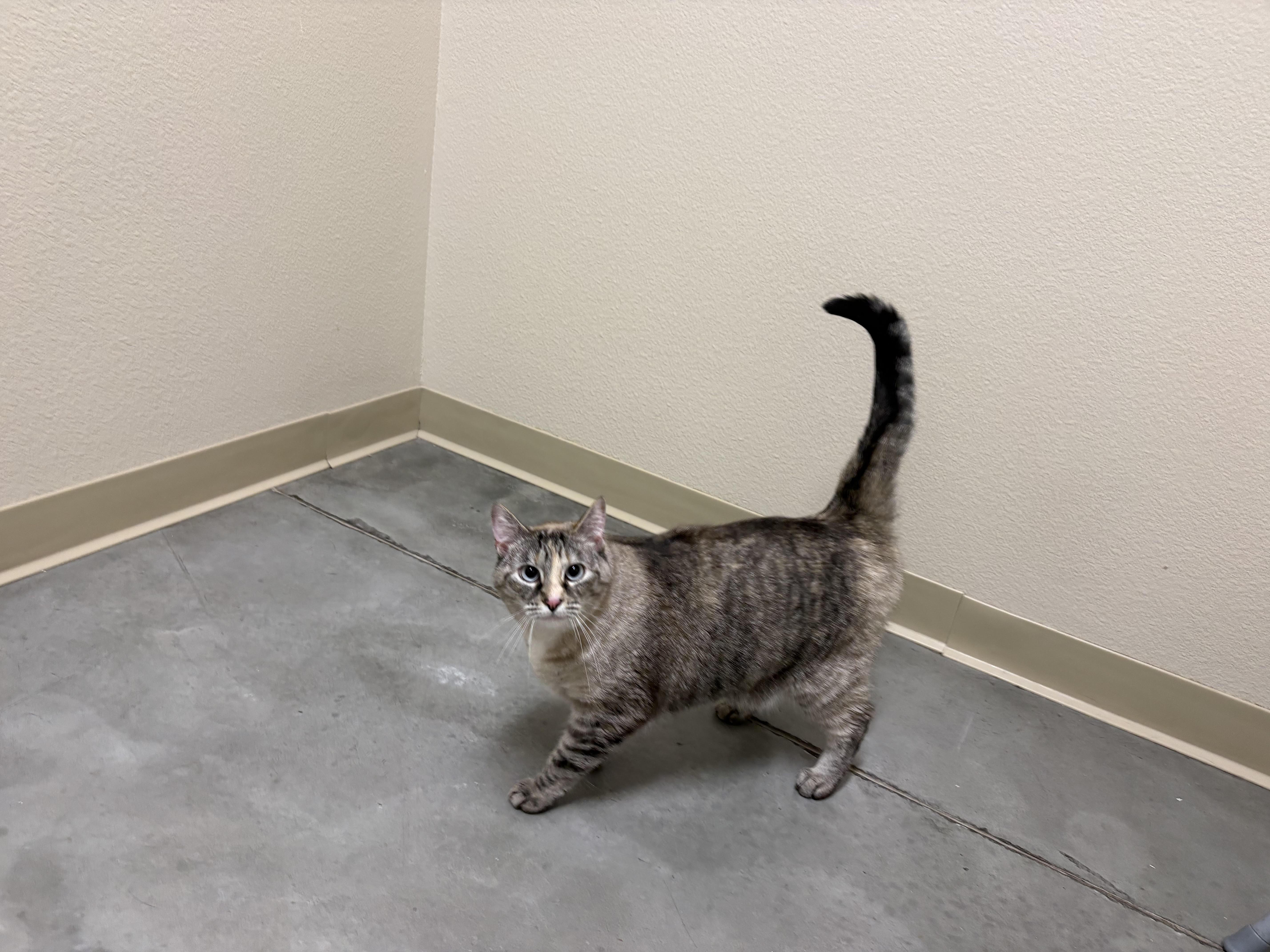 Enlarge Opal, an adopted Domestic Short Hair in Boise, ID image 1/1