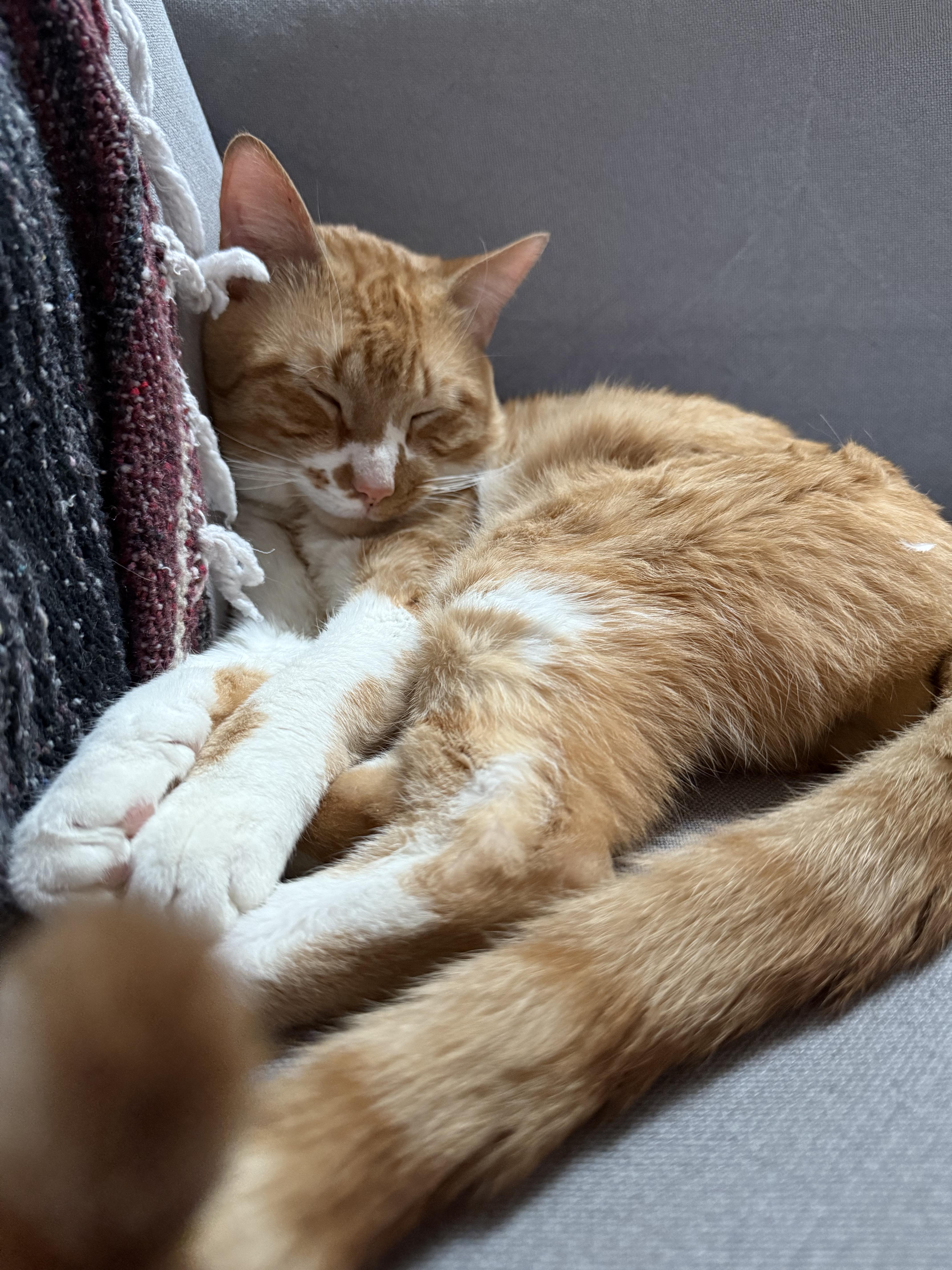 Enlarge Ham, a ADOPTABLE Domestic Short Hair in Brooklyn, NY image 4/5