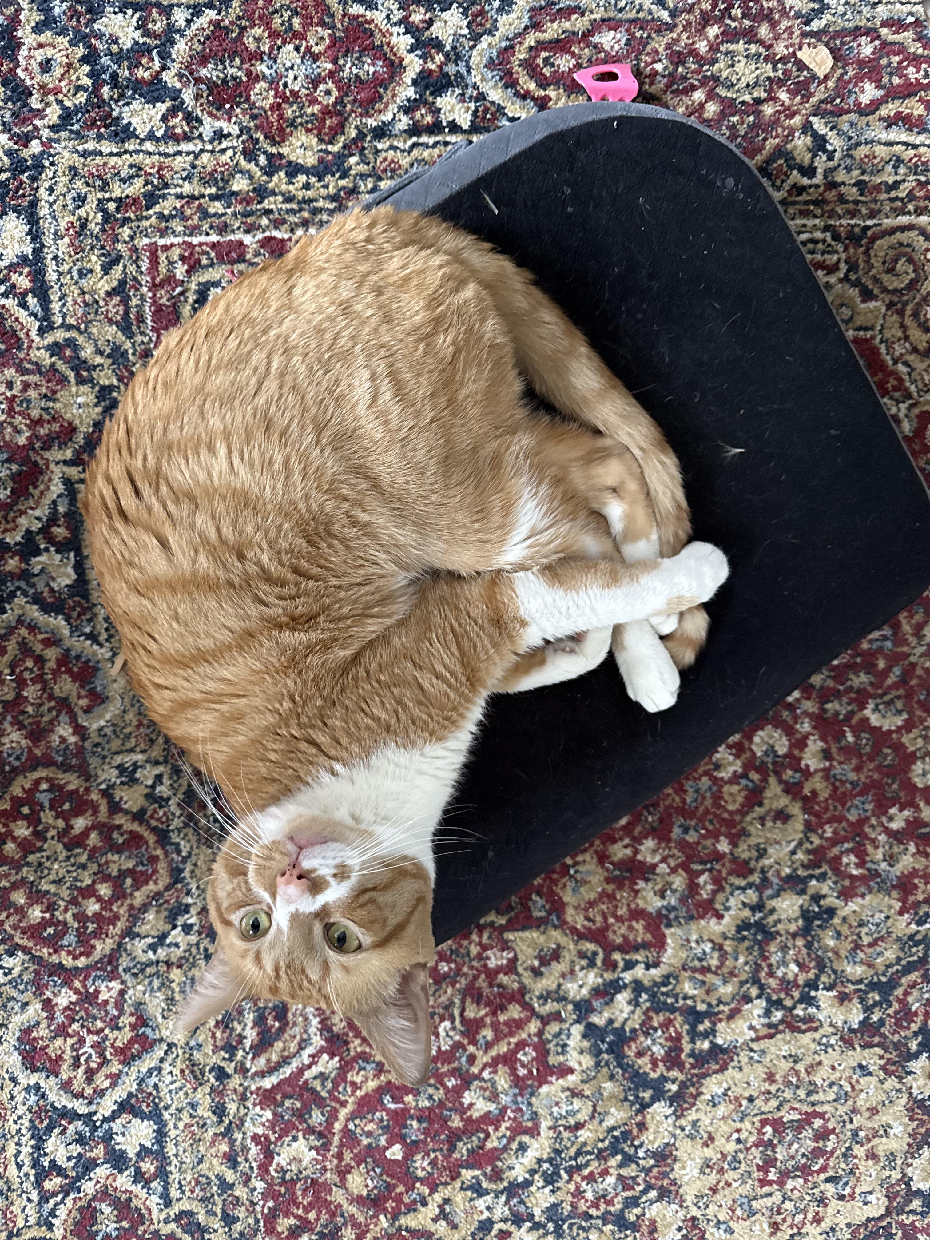 Enlarge Ham, a ADOPTABLE Domestic Short Hair in Brooklyn, NY image 2/5