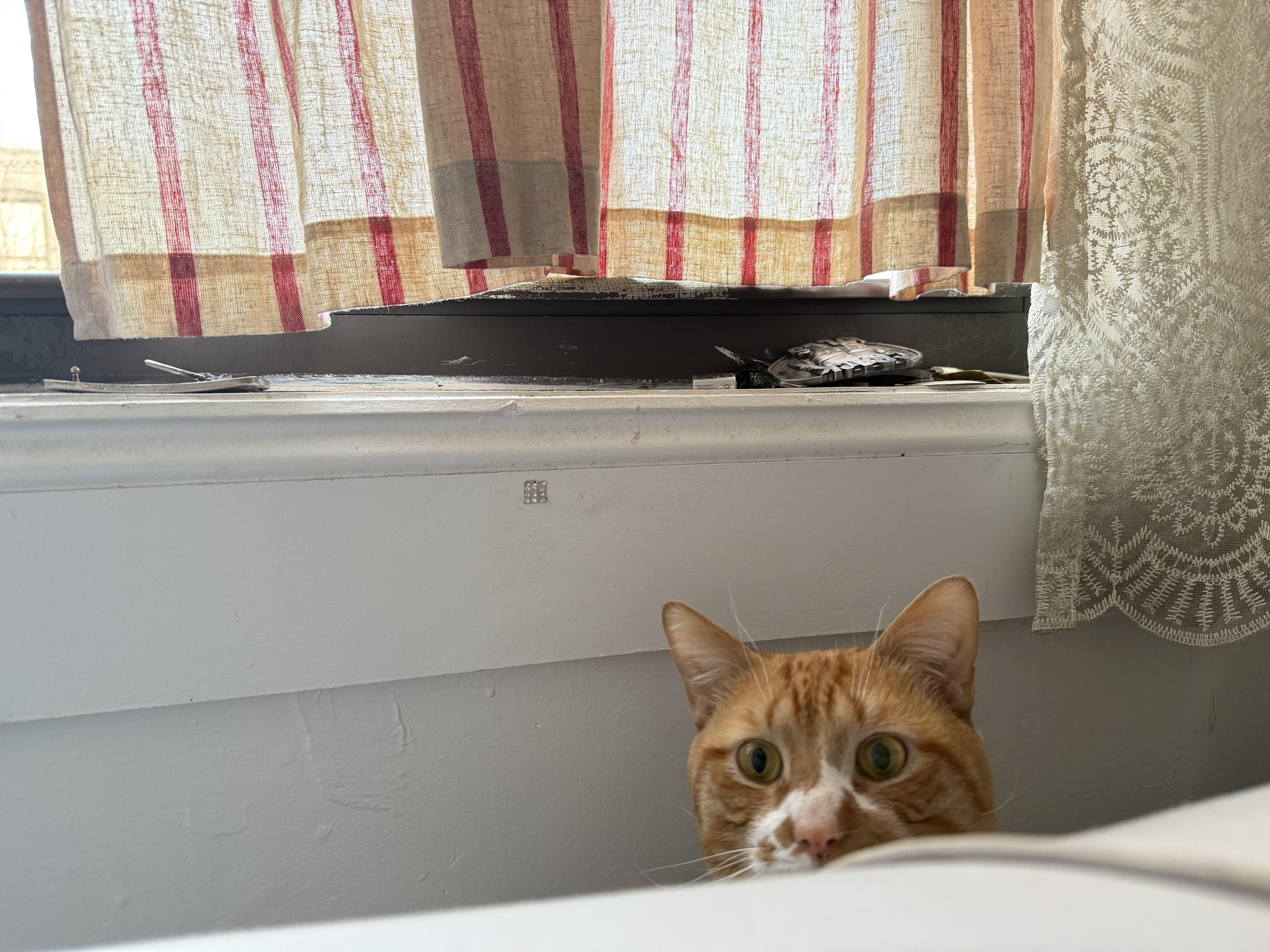 Enlarge Ham, a ADOPTABLE Domestic Short Hair in Brooklyn, NY image 5/5