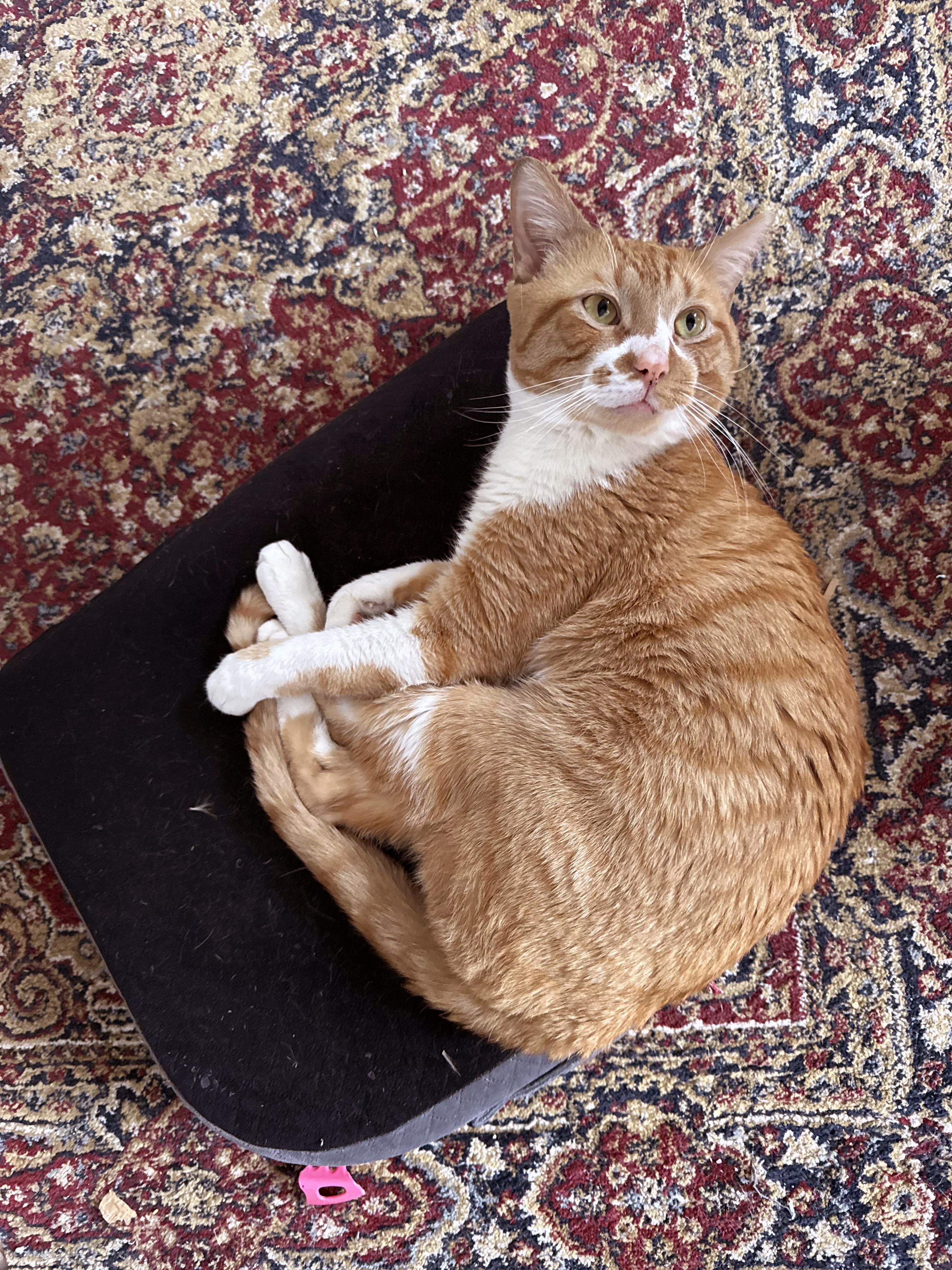 Enlarge Ham, an adopted Domestic Short Hair in Brooklyn, NY image 2/6